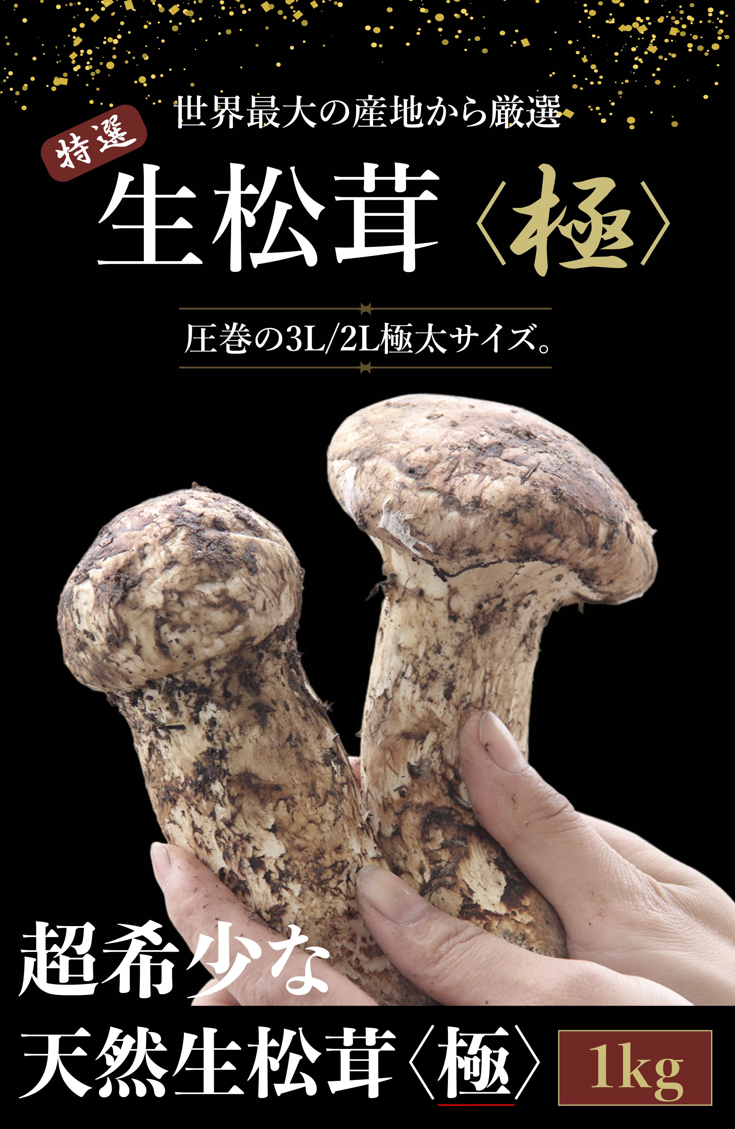 2026年もお届け】世界最大級の松茸産地直送!元プロが届ける「生松茸 2026年もお届け】世界最大級の松茸産地直送!元プロが届ける「生松茸