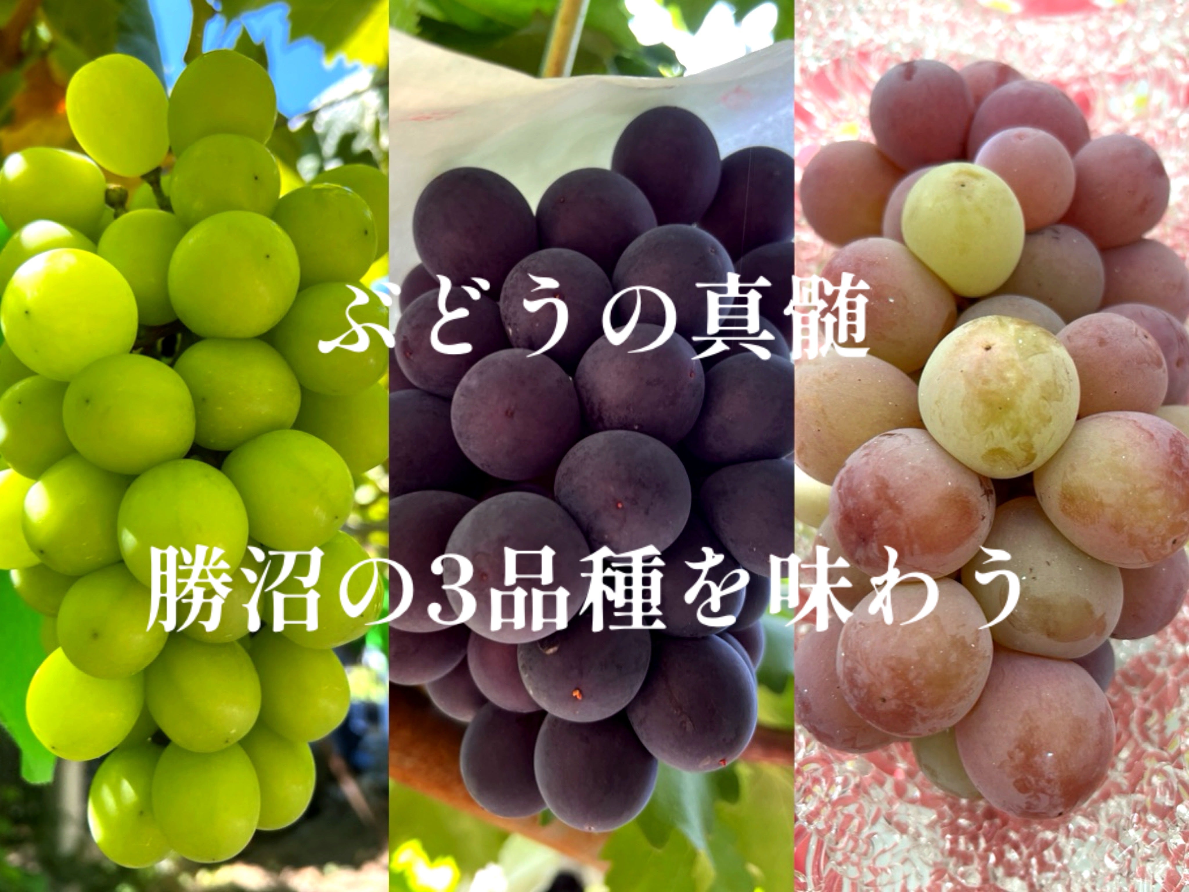 2026年初物｜勝沼産ぶどうを農園直送｜ぶどうの真髄を味わう｜マクアケ