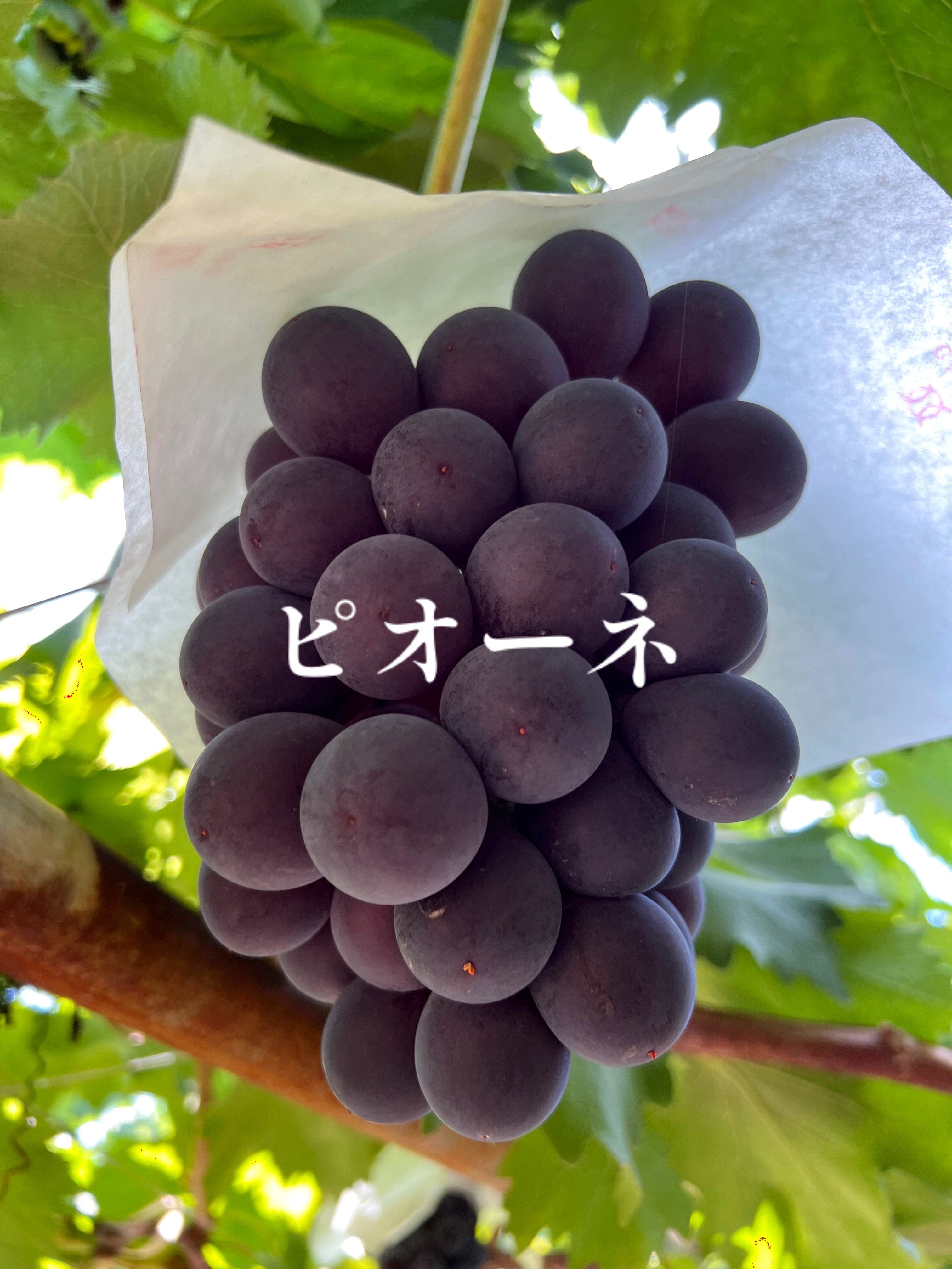 2026年初物｜勝沼産ぶどうを農園直送｜ぶどうの真髄を味わう｜マクアケ