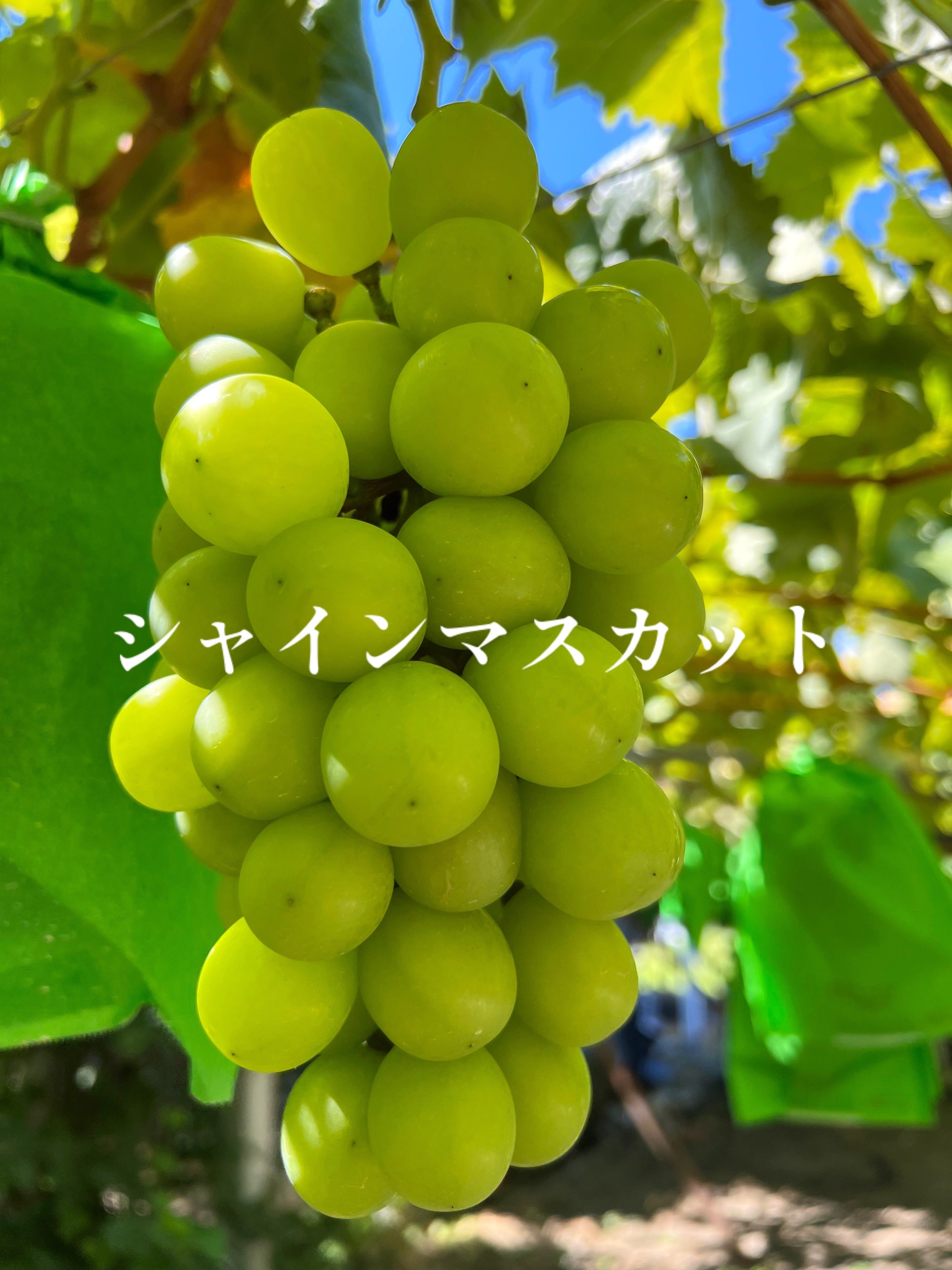 2026年初物｜勝沼産ぶどうを農園直送｜ぶどうの真髄を味わう｜マクアケ
