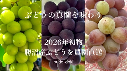 2026年初物｜勝沼産ぶどうを農園直送｜ぶどうの真髄を味わう｜マクアケ