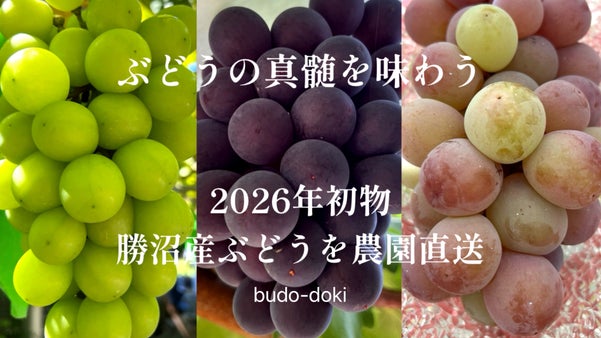 2026年初物｜勝沼産ぶどうを農園直送｜ぶどうの真髄を味わう