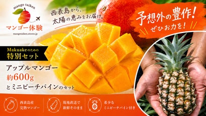 予想以上の豊作。西表島の完熟マンゴーを余すことなく全国へ届けたい