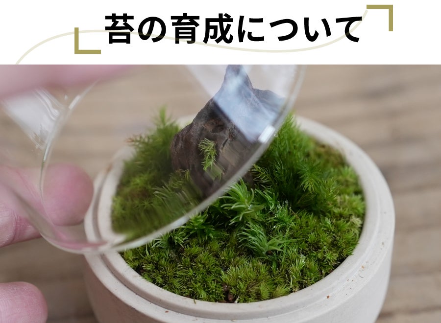 ガラスドームと手作り陶器ポットで手軽に育てる 苔テラリウム