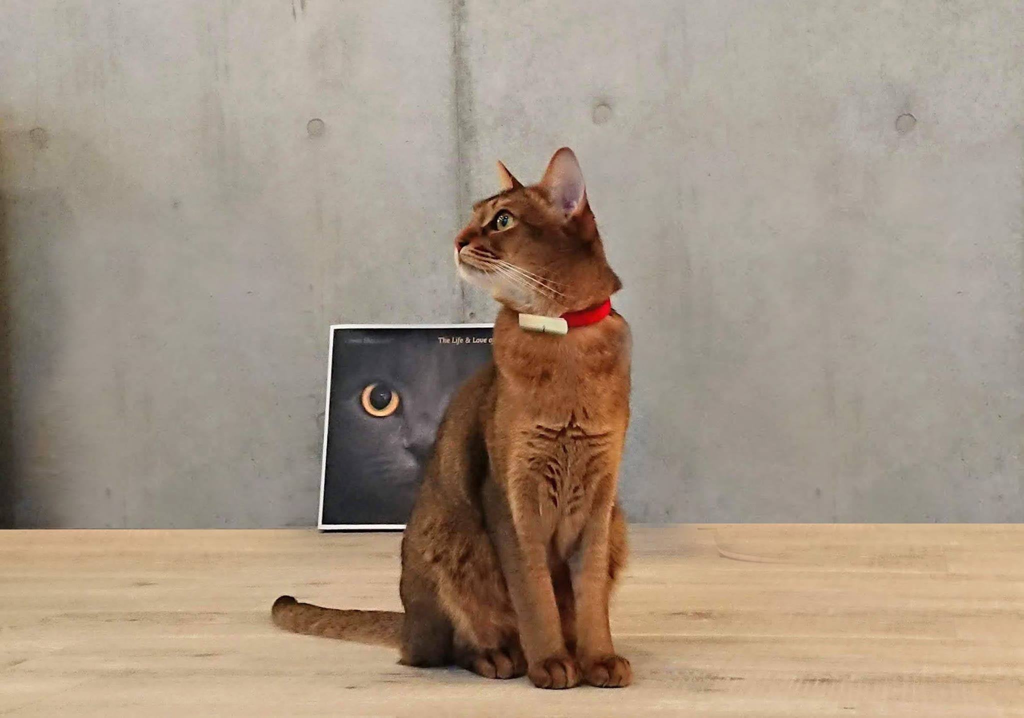 猫の生活をテクノロジーで見守る。首輪型ウェアラブルデバイス