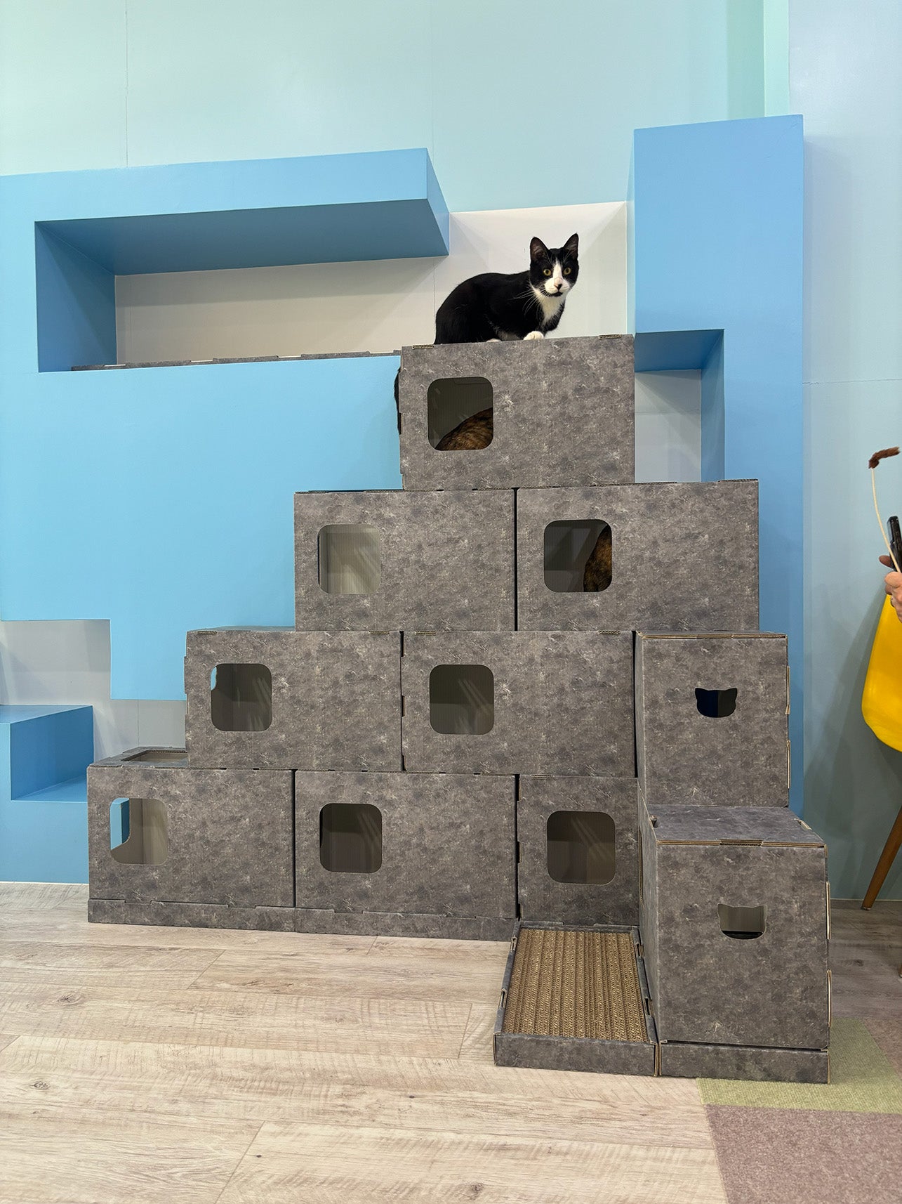 Makuake｜くみかえできる ネコのいえ neco's（猫巣） 実行者の活動