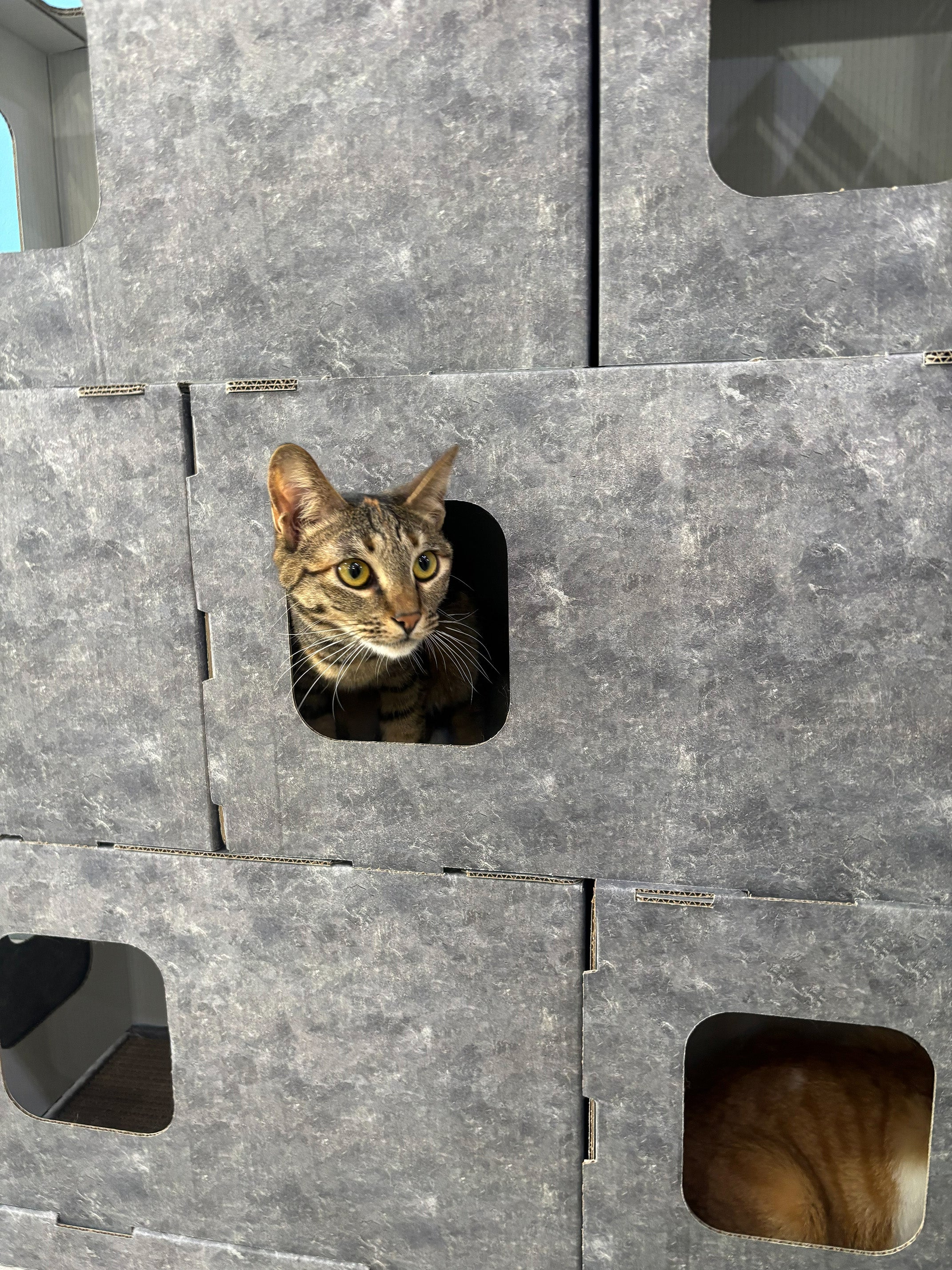 くみかえできる ネコのいえ neco's（猫巣）｜マクアケ - アタラシイ