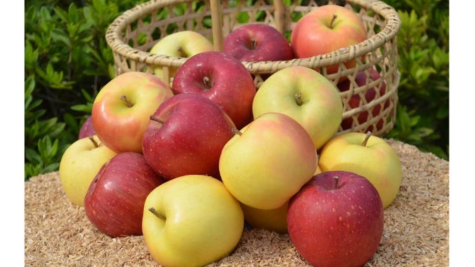 葉取らず・樹上完熟のもひかん林檎をつくり続けたい