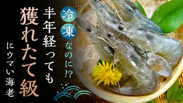 生で旨し！茹で・焼きでなお旨し！驚きの弾力＆甘さ。新ブランド海老《きよら海老》