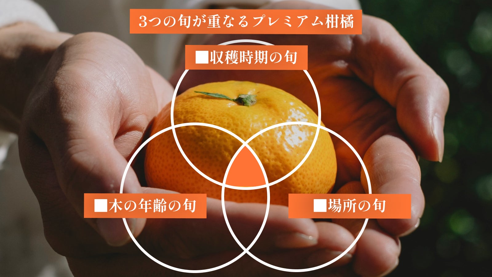 3つの旬が重なる奇跡の「プレミアム」柑橘｜わずか5%の希少果実だけを