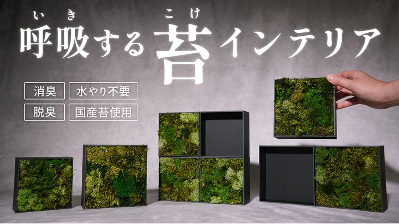 飾るだけで空気が変わる。水不要・枯れない苔インテリア｜呼吸するアートKOKE