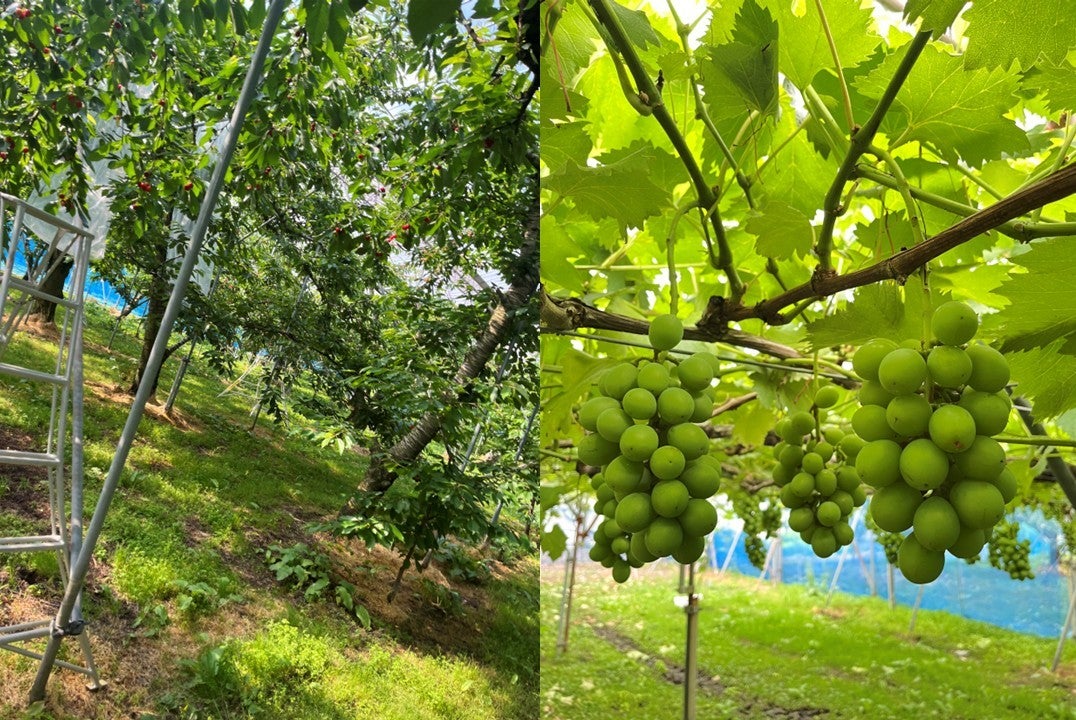 山形の農園で「私の木」を育てる！農業を未来へつなぐ「果樹オーナー