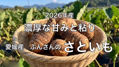 濃厚な甘みと粘り！愛媛県オリジナルのブランド里芋【2026年産
