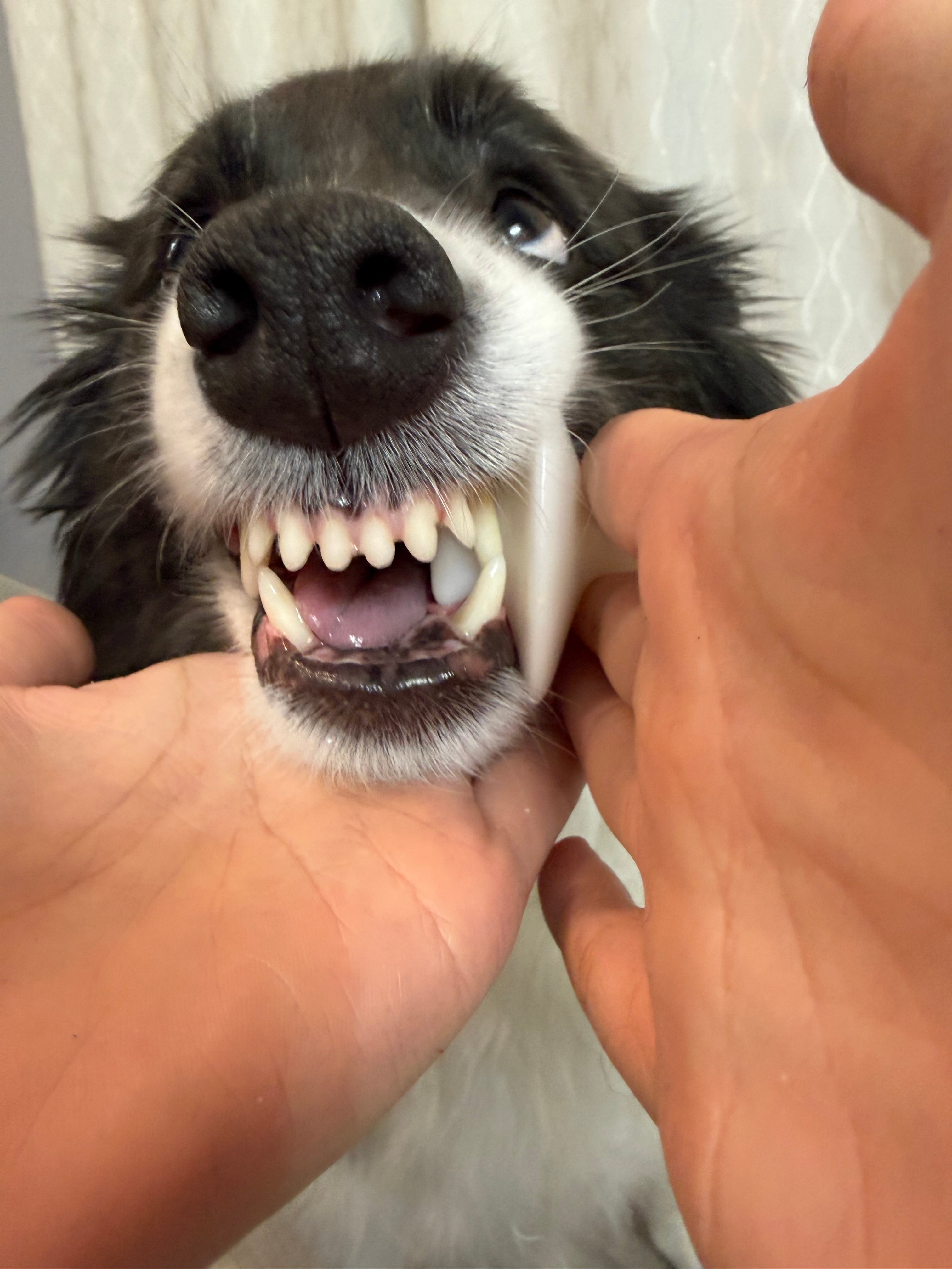 大型犬版616人応援！奥歯の裏まで磨きやすい「くちあけサポーター