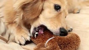 愛犬との幸せな時間を少しでも長く。犬用歯ブラシ『ONE BRUSH』