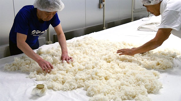 わらび苗(紀伊山地)80本 わらび苗(紀伊山地)100本
