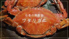ジューシーな胸身と濃厚な味噌！石巻新名物、美味しいワタリガニを旬の時期にお届け！
