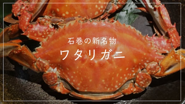 ジューシーな胸身と濃厚な味噌！石巻新名物、美味しいワタリガニを旬の時期にお届け！