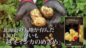 北海道から生まれた、幻のじゃがいも【越冬インカのめざめ】　人知れぬ甘さを食卓に！