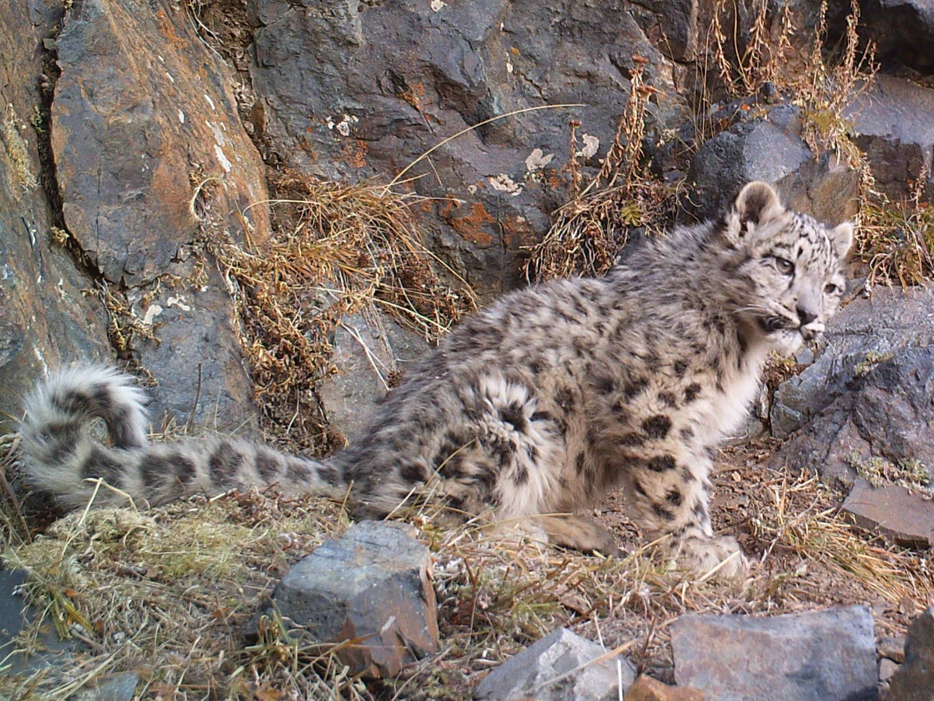 雪豹　写真集 世界初？ユキヒョウの写真集「神の獣 ユキヒョウ」を発売 | 株式