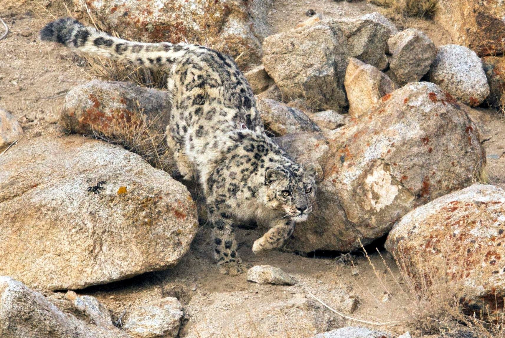 世界初？のユキヒョウ写真集を通してユキヒョウを守ろう！｜マクアケ
