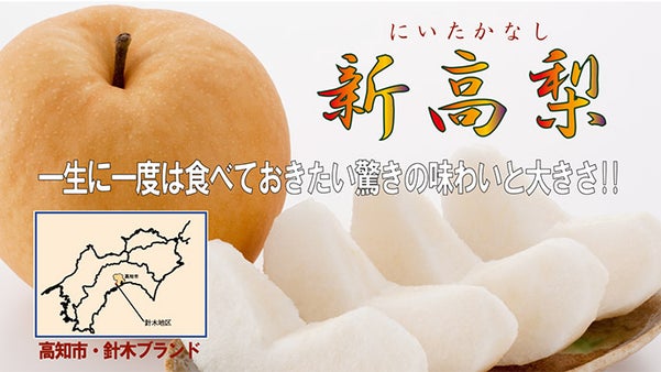 高知県が誇る「針木ブランド」新高梨！甘み、大きさ、香り、食感、全てが一級品