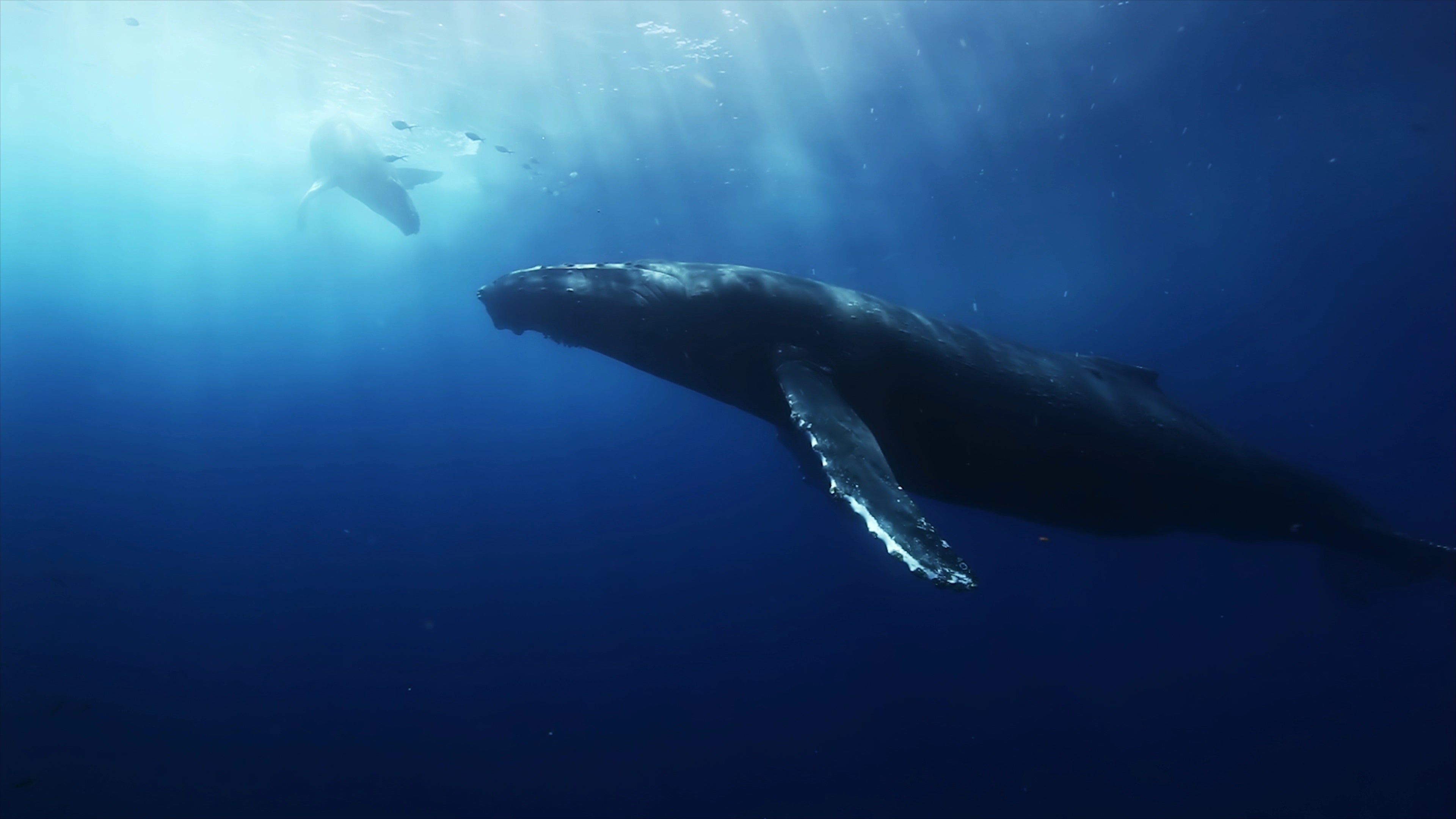 ❤水深100mまで潜れる❣超絶高画質＆超高性能＆超多機能搭載♪❤水中ドローン 水深100mの世界を4K撮影！海や川の思い出を鮮やかに残す【水中