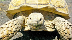 高尾山にケヅメリクガメのテーマパークを開園し、保護活動を加速させていきたい！