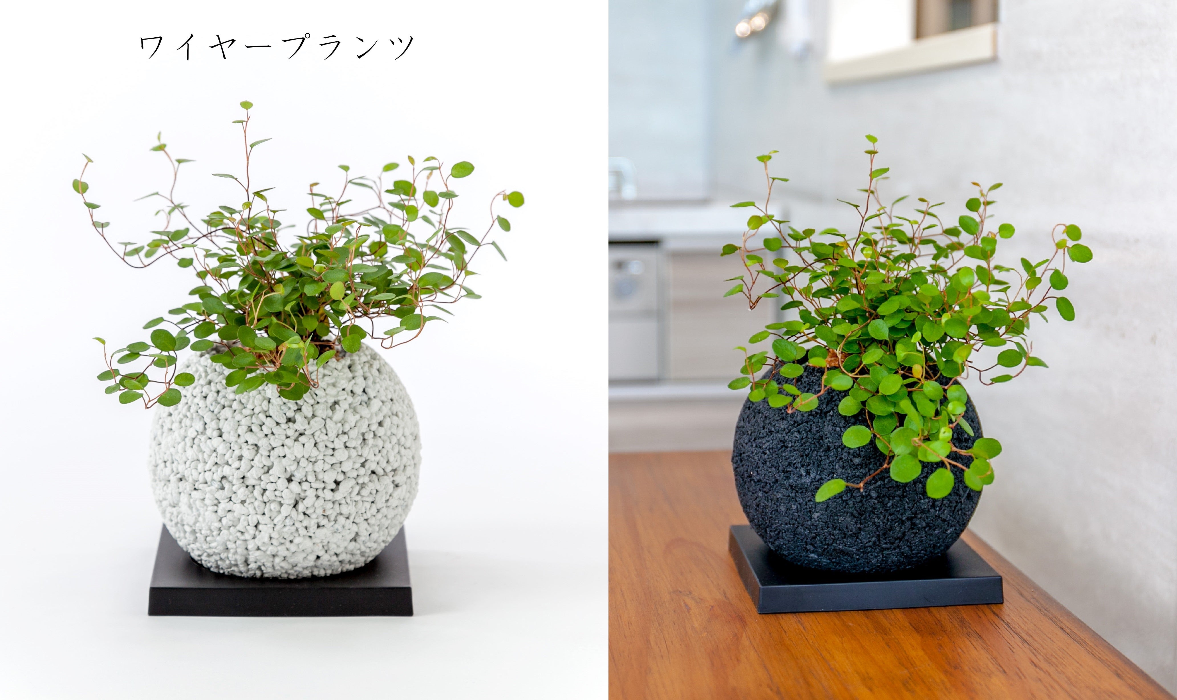 植物初心者でも安心タイプの進化形！消臭グリーンエコポチ「ポットイン