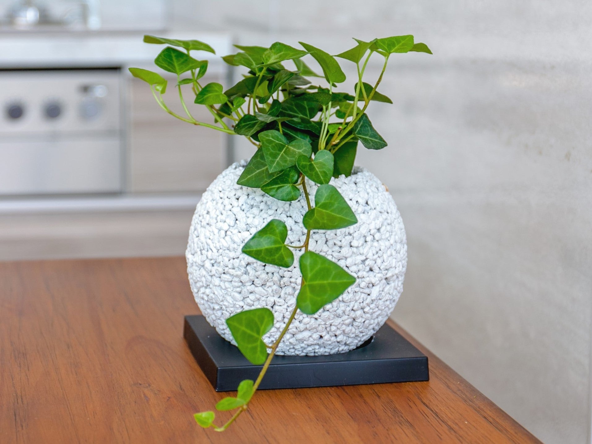【非加熱】超希少！グリーンアメジストミニドーム⭐️ぽこぽこ花付き 植物初心者でも安心タイプの進化形！消臭グリーンエコポチ「ポットイン