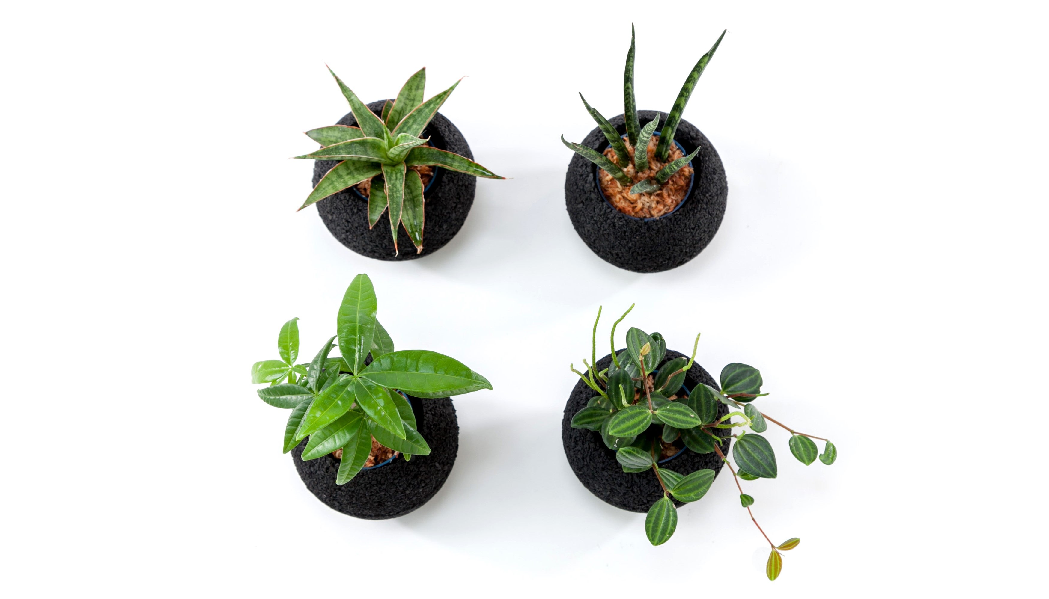 植物初心者でも安心タイプの進化形！消臭グリーンエコポチ「ポットイン
