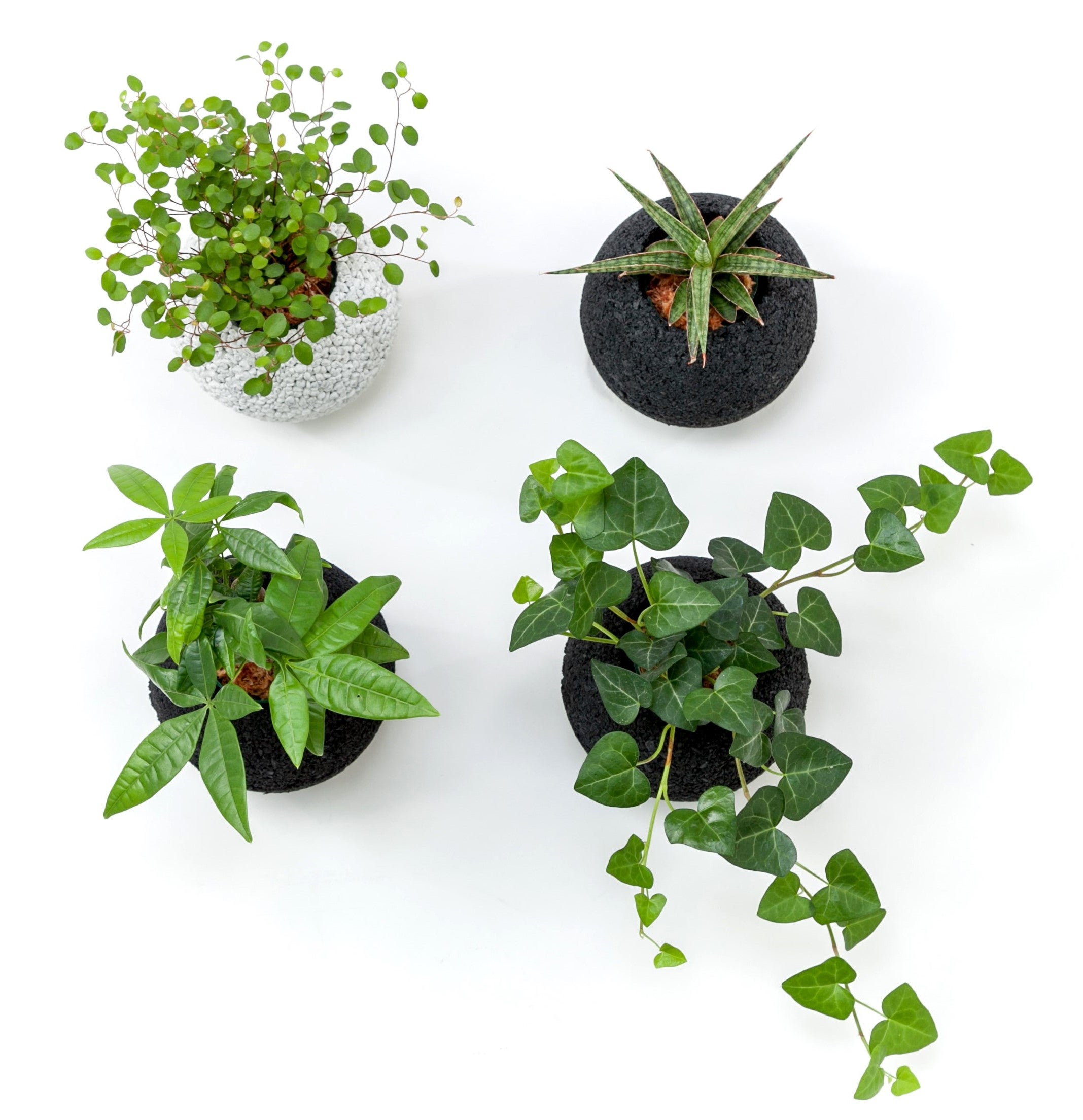 植物初心者でも安心タイプの進化形！消臭グリーンエコポチ「ポットイン