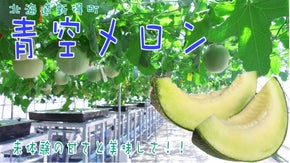 【希少収穫品】糖度17.9度計測！驚きの甘さを実現！北海道新得町『青空メロン』