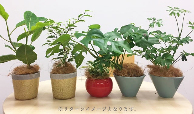 【goodtaniku】悪魔くんtc LED管理株　鉢ごと発送 goodtaniku】悪魔くんtc LED管理株 鉢ごと発送 goodtaniku】LED6ヶ月