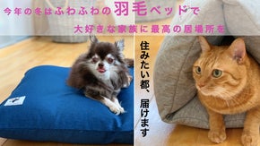 ペットでなく、あなたは私の大切な&rdquo;家族&rdquo;　犬や猫に最高の居心地の羽毛ベッドを