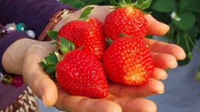 【安心安全】甘くて美味しいイチゴを一年中お届けしたい！