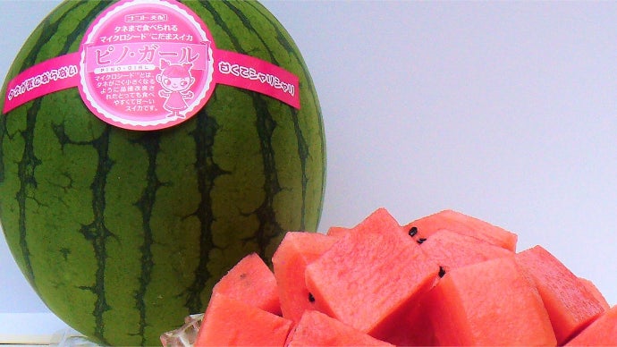 タネまで食べられるマイクロシード西瓜「ピノ・ガール」 思いきり