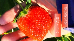 静岡特産の歴史ある石垣苺！安心安全なオーガニック苺づくりへの挑戦！