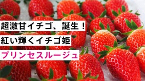 限界突破！超高糖度のいちご「PrincessRouge」をご賞味ください！
