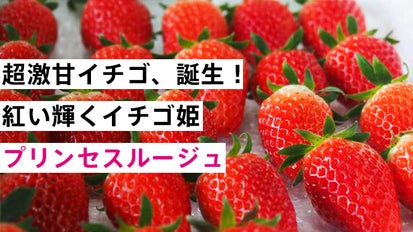 限界突破！超高糖度のいちご「PrincessRouge」をご賞味ください