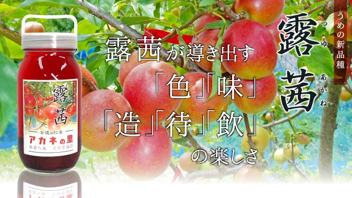 花さん印の自家製◇幻の露茜 梅シロップ 至り ◇梅と
