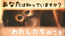 ふるさとに帰したい！未熟児のオランウータンBobをみんなで育てよう
