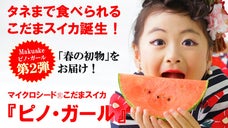 春の初物で感動お届け！タネまで食べられるマイクロシード西瓜「ピノ・ガール」第２弾