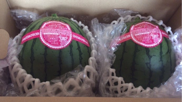 春の初物で感動お届け！タネまで食べられるマイクロシード西瓜「ピノ