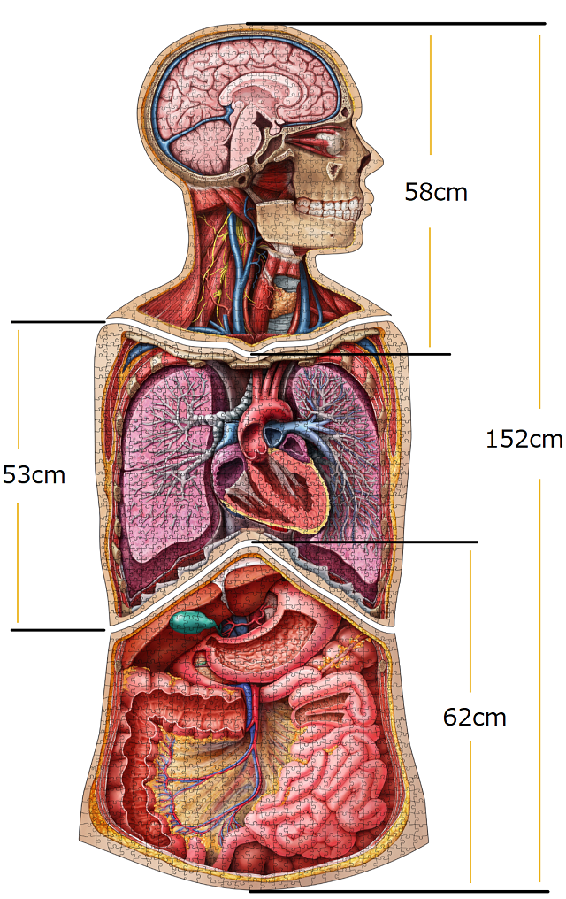 人体はアートだ！3つ並べて1つの作品に！知的好奇心が刺激される