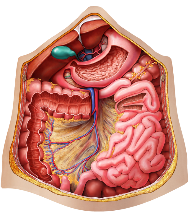 Dr. Livingstone's 解剖学パズル 3点まとめ売り 未開封 医学 Dr