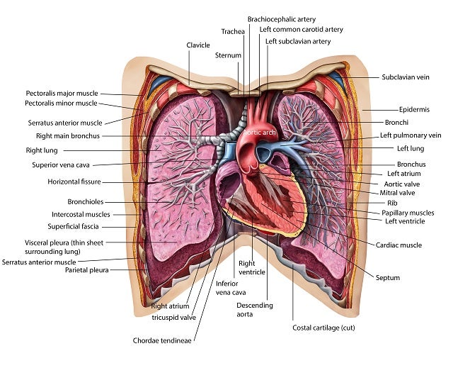 人体はアートだ！3つ並べて1つの作品に！知的好奇心が刺激される