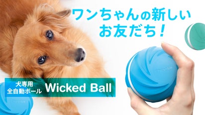 ワンちゃんのストレス解消！】留守の間に遊んでくれる犬専用全自動