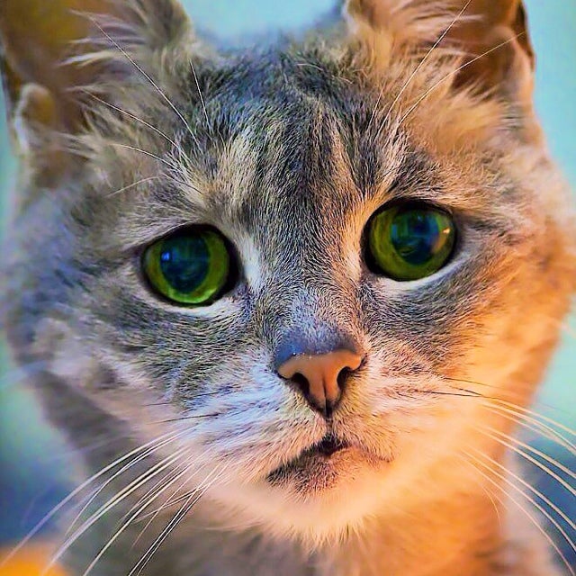 aiou