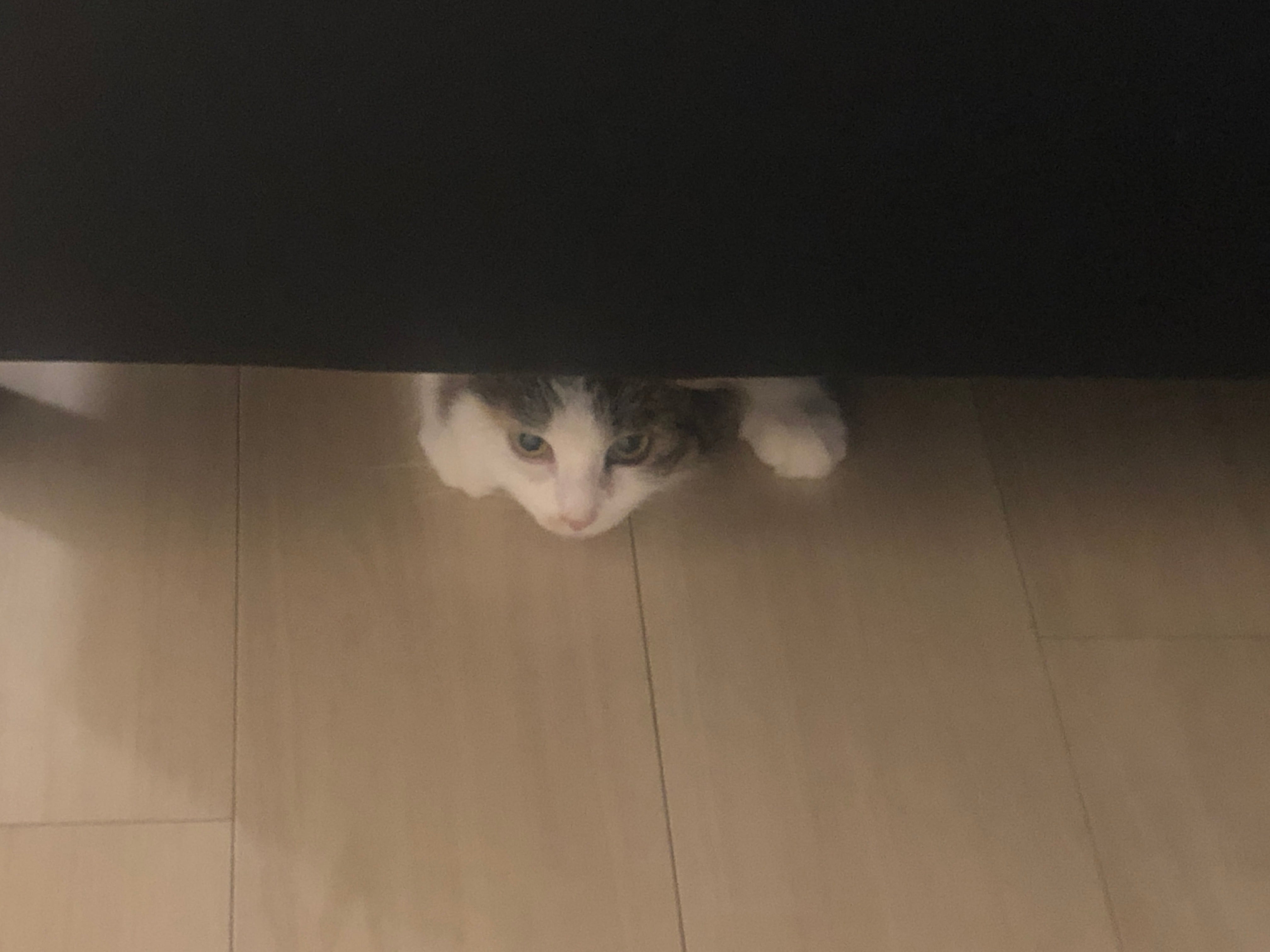 青い海、満天の星空、石垣島そのものが器に映し出される石垣焼を毎日の